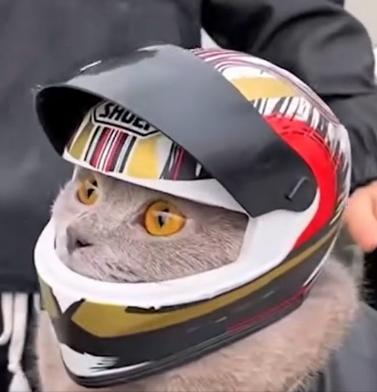 Racing Spirit Cat Helmet 🏁🐾